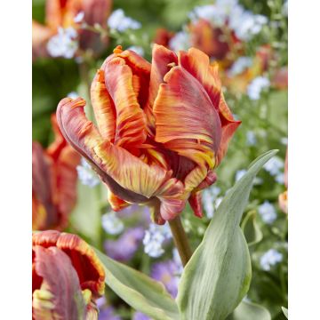 Tulip Rasta Parrot- Pack of 6 