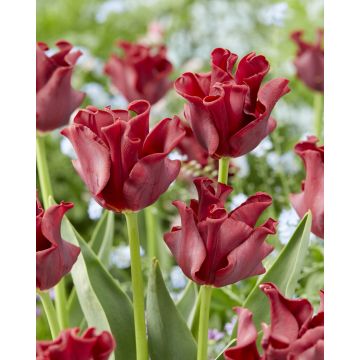 Tulip Red Dress - Pack of 6 