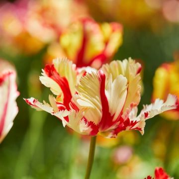 Tulip Flaming Parrot - Pack of 10