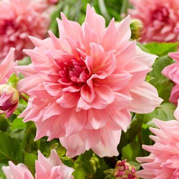 Dahlia Otto's Thrill - Pack of THREE