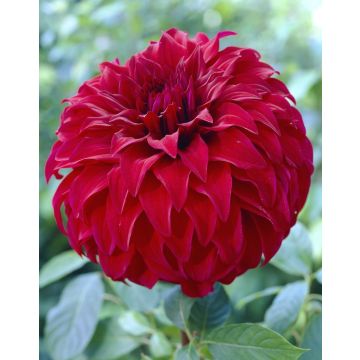 Dahlia Spartacus