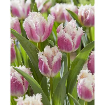 Tulip Hawaii- Pack of 6 