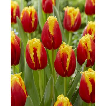 Tulip Davenport - Pack of 6 Bulbs