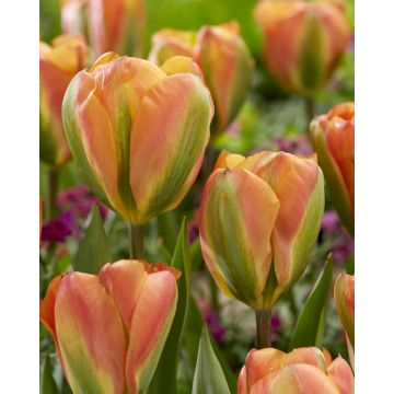 Tulip Orange Marmalade- Pack of 6 