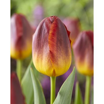 Tulip Amber glow - Pack of 6 Bulbs