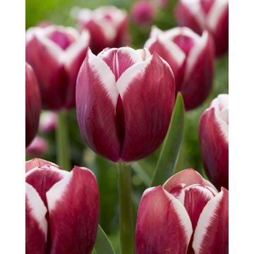 Tulip Tiramisu- Pack of 6