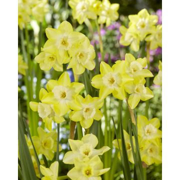 Narcissus Verdin - Pack of 10