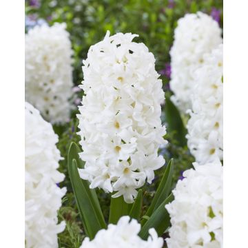 White Hyacinths 