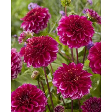 Dahlia Purple Bouquet