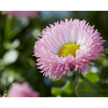 Bellis Robella Salmon Pink