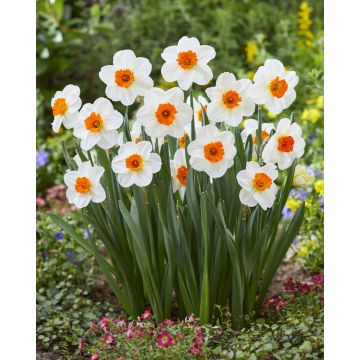 Daffodil Barret Browning - Pack of 15 Bulbs