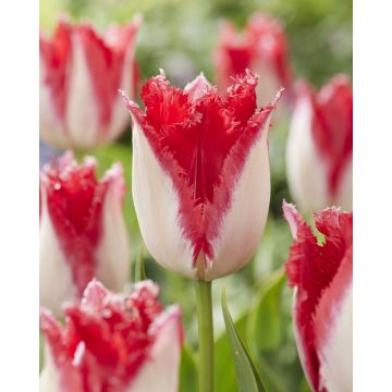 Tulip Sweet Paradise- Pack of 6