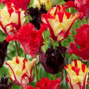 Tulip Parrot Mix - Pack of 10