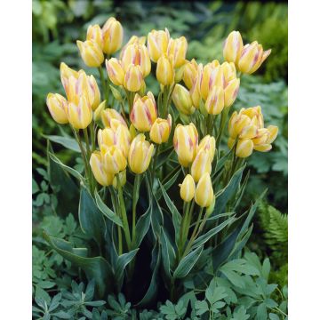 Tulip ‘Antoinette the Chameleon’  - Pack of 25 bulbs