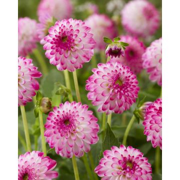 Dahlia Pink Isa