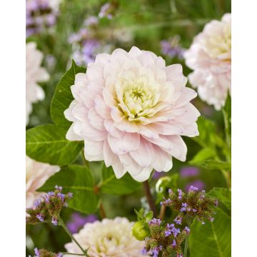 Dahlia - Decorative Small-flowered Silver Years