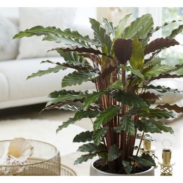 Calathea Rufibarba Velvet