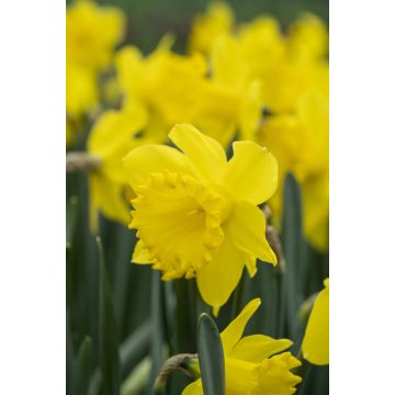 Narcissus Dutch Master - Large Golden Trumpet Daffodils - Pack of 15 Bulbs