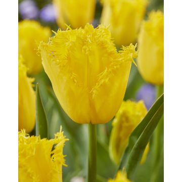 Tulip Golden State - Pack of 6 Bulbs