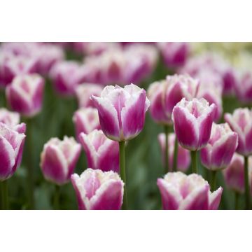 Tulip Siesta- Pack of 6