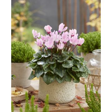 Cyclamen Metis Rose in Bud and Bloom