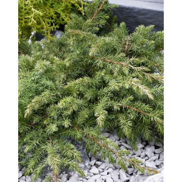 Juniperus conferta Schlager