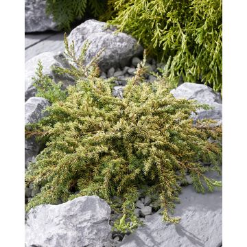 Juniperus communis 'Lemon Carpet'