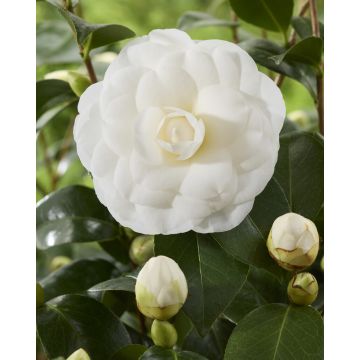 Camellia japonica Powder Puff