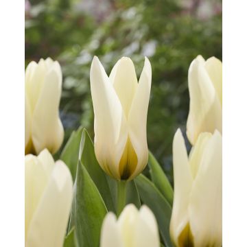 Tulip Concerto - Pack of 6 Bulbs