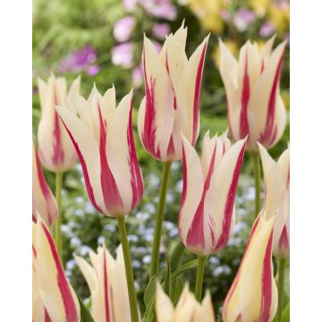 Tulip Marilyn - Pack of 6 Bulbs