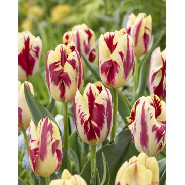 Tulip Grand Perfection - Pack of 6 Bulbs