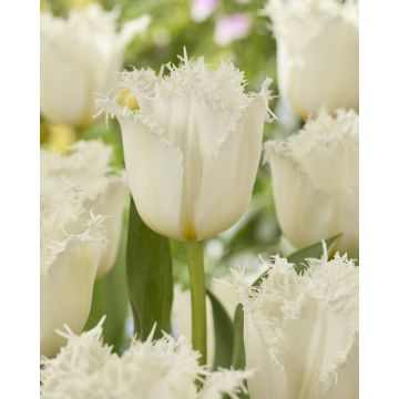 Tulip Fringed Noordeinde- Pack of 6 