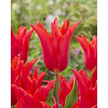 Tulip Royal Charm- Pack of 6 Lily Flowering Tulip