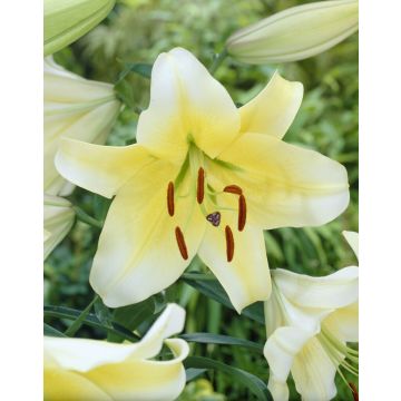 Pair of Giant Skyscraper Towering Tree-like Oriental Lily Bulbs - Conca d'or