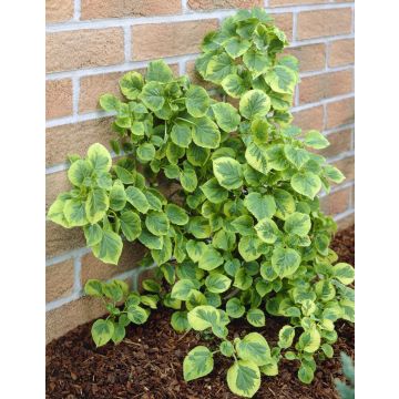 Hydrangea petiolaris Mirranda -  Variegated Climbing Hydrangea