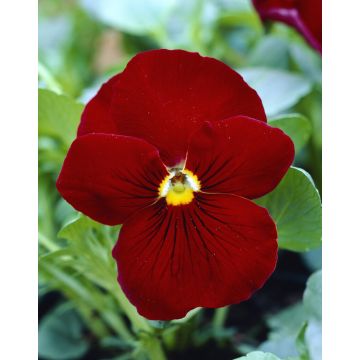 Viola Trailing Red Flair