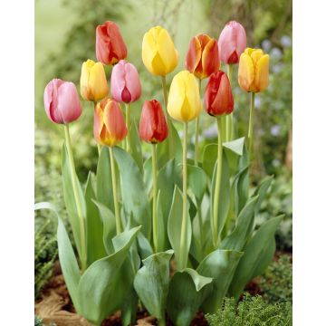 Tulip Darwin Hybrid Mix - Pack of 25