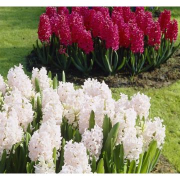 Hyacinth Red and White - Spring Air Mix - pack of 8