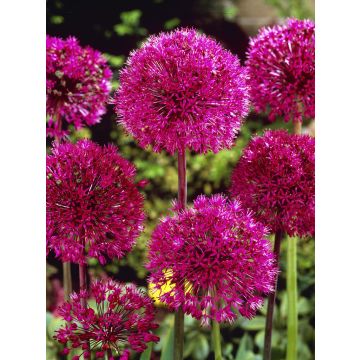 Allium Stipitatum - 1 Giant Bulb