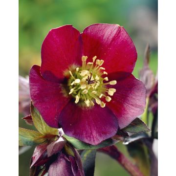 Helleborus Pretty Ellen Red