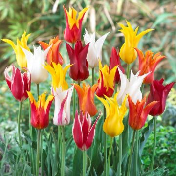 Tulip Lily Flowering Mix - Pack of 25