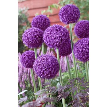 Allium Ambassador