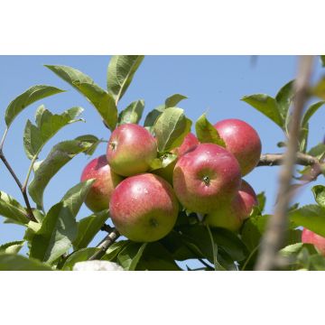 Patio Fruit Tree - Malus Discovery - Apple Tree