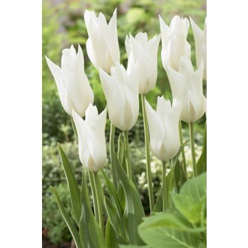 Tulip White Triumphator- Pack of 6