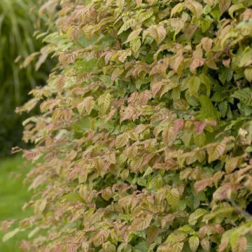 PRE-ORDER: Carpinus Betulus - Hornbeam - Bare Root Hedging 100-125cm - Pack of 12