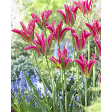 Tulip Virichic- Pack of 6