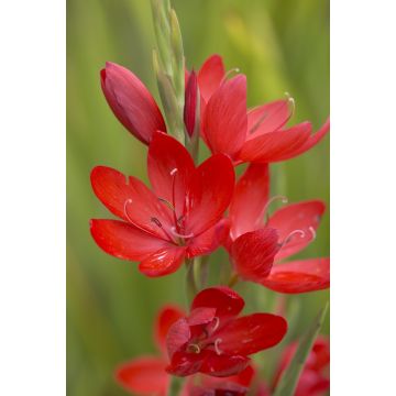 Schizostylis coccinea 'Major'