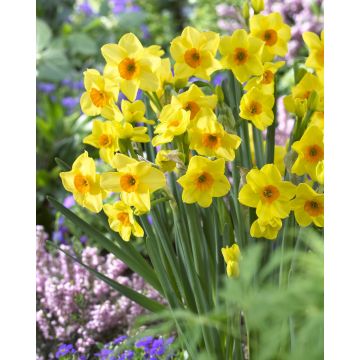 Narcissus Hoopoe - Pack of 25 Bulbs