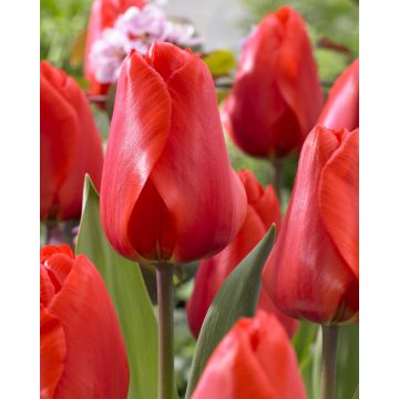 Tulip Lalibela- Pack of 6 Bulbs