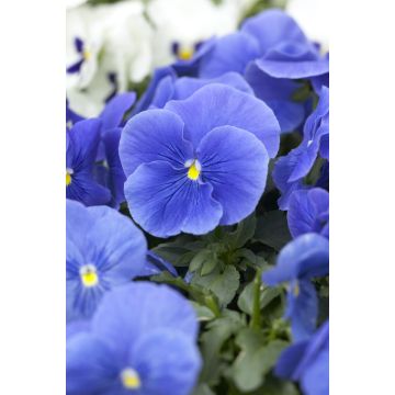 Viola Blue